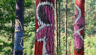 Bosque pintado de Agustn Ibarrola en Oma
