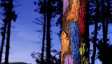 Bosque pintado de Agustn Ibarrola en Oma